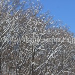 雪景色（pho-2013wi-0264）