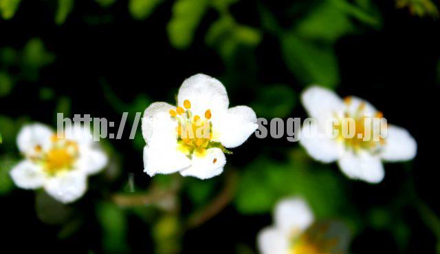 flower (492)